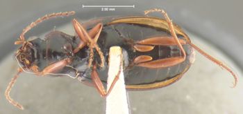 Media type: image;   Entomology 23867 Aspect: habitus ventral view